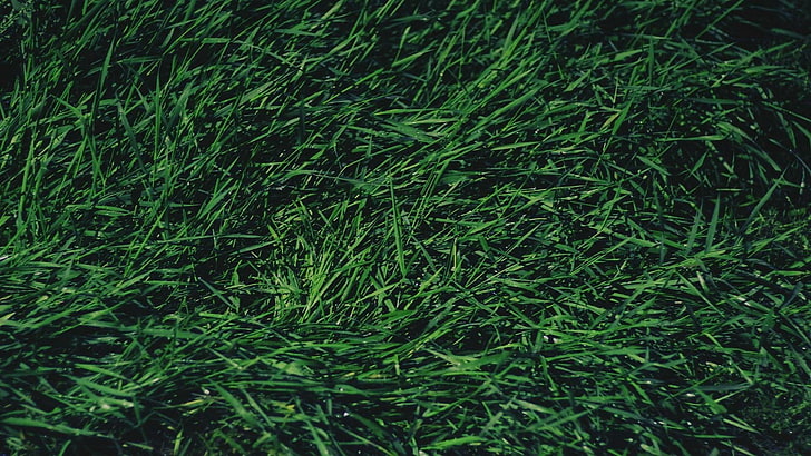 зелена трева, трева, HD тапет