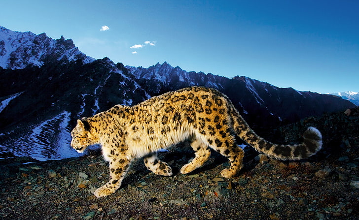 Kar leoparı sinsi sinsi, kahverengi kaplan fotoğraf, hayvanlar, vahşi, leopar, kar, sinsi sinsi, kar leoparı, vahşi hayvan, kar leoparı sinsi sinsi, HD masaüstü duvar kağıdı
