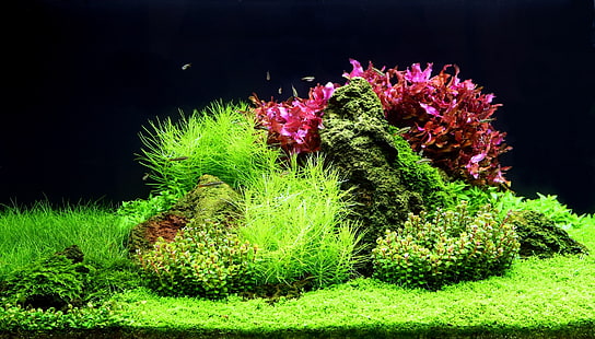 Aquarium Desktop, HD-Hintergrundbild HD wallpaper