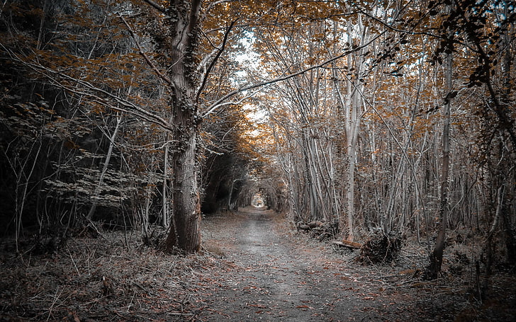 Landschaft, Weg, Bäume, Feldweg, HD-Hintergrundbild