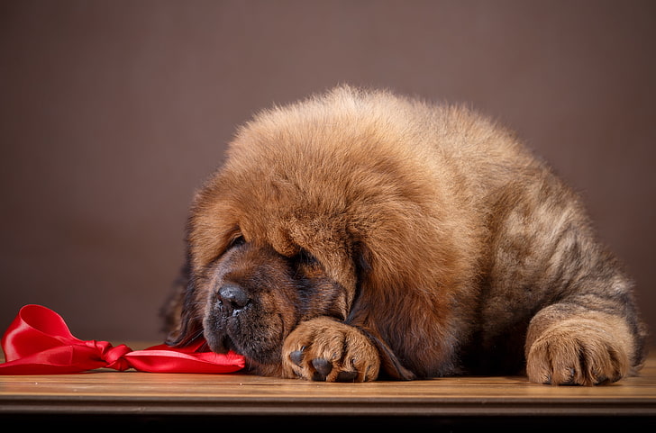 büyük, köpek yavrusu, yay, Tibetli Mastiff, HD masaüstü duvar kağıdı