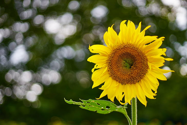 Sunflower close-up photography, close-up photography, None, Carl  Zeiss, Contax, Planar, F1.4, ヒマワリ, SunFlower, nature, yellow, summer, agriculture, plant, outdoors, flower, rural Scene, field, HD wallpaper