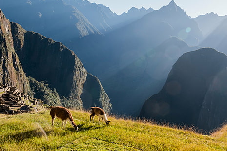 две ламы на зеленой траве в дневное время, Мачу-Пикчу, Мачу-Пикчу, Мачу-Пикчу, лама, зеленая трава, дневное время, Перу, Куско, гора, природа, луг, на открытом воздухе, трава, пейзаж, сельская сцена, лето, европейские Альпы, сцены,горный пик, пастбище, HD обои HD wallpaper