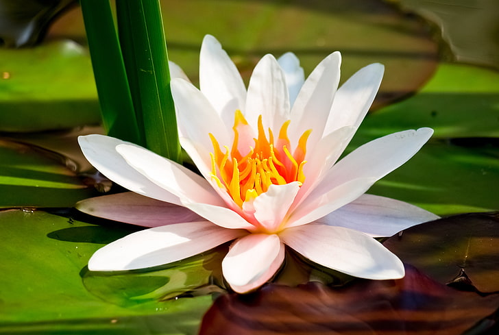 fleur de nénuphar blanc, fleur, macro, lotus, lis, blanc, lis d'eau, Fond d'écran HD