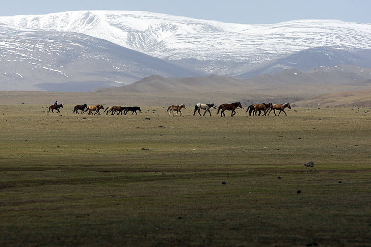landscapes animals hills horses ponies plains 2010 mongolia steppe 3888x2592  Animals Horses HD Art , animals, Landscapes, HD wallpaper