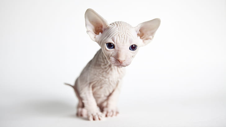 kot, biały, spojrzenie, kotek, niemowlę, pysk, niebieskie oczy, jasne tło, Sfinks, Tapety HD