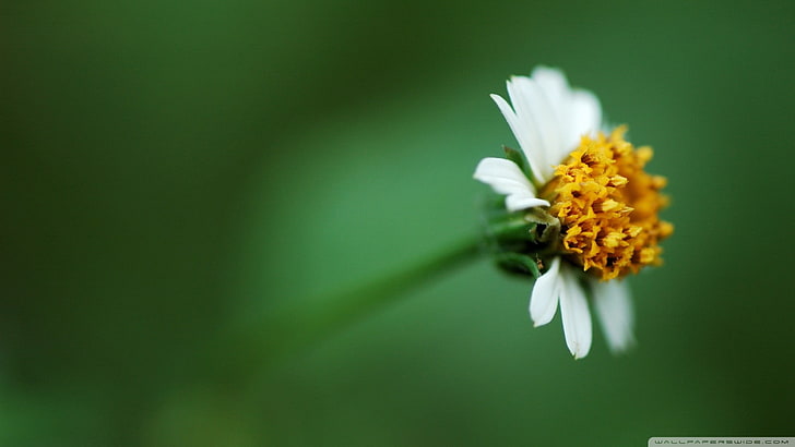 żółto-biały kwiat płatkowy, kwiaty, białe kwiaty, zielone tło, rośliny, Tapety HD