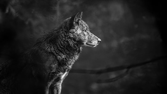 gray scale photography of wolf, grey wolf, gray scale, photography, timberwolf, Bad Mergentheim, animal, mammal, wolf, carnivore, nature, HD wallpaper HD wallpaper
