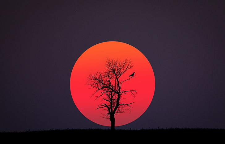 ilustrasi pohon telanjang dan bulan merah, merah, hitam, burung, matahari, Wallpaper HD