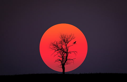 bare tree and red moon illustration, red, black, bird, sun, HD wallpaper HD wallpaper