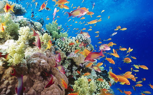 cardumen de peces mascota ilustración, coral, mar, submarino, agua, naturaleza, peces, Fondo de pantalla HD HD wallpaper