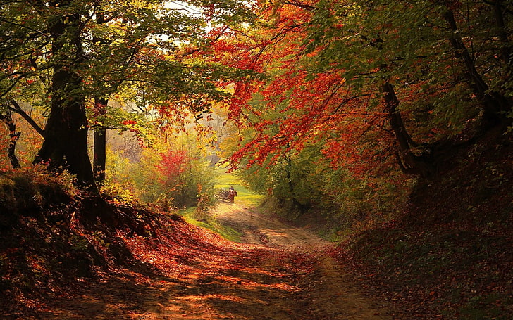 árvore de folha verde, foto da paisagem do caminho entre laranjeiras, outono, floresta, HD papel de parede
