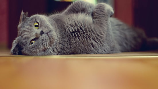 Cat HD, niebieski szkocki zwisłouchy, zwierzęta, kot, Tapety HD HD wallpaper