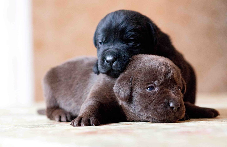 dua anak anjing hitam dan coklat berlapis pendek, labrador, retriever, anjing, anak anjing, pasangan, Wallpaper HD
