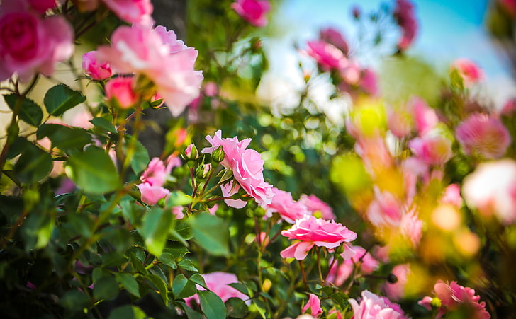 Pink Roses, pink petaled flowers, Musim, Musim Panas, Bunga, Cantik, Hijau, Mawar, Merah Muda, Sinar Matahari, Mawar, bokeh, Wallpaper HD