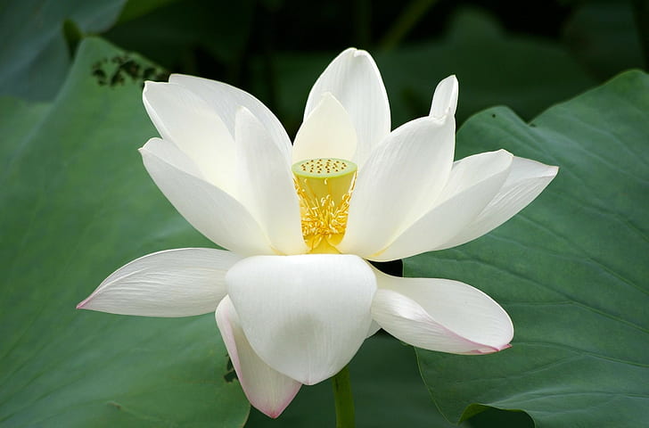 Lotus, blomma, närbild, grönt, blad, HD tapet