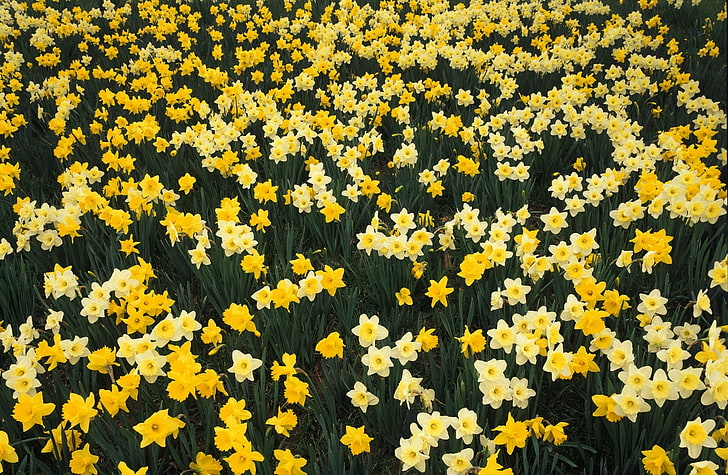 Bukit Daffodils Louisville Kentucky, Alam, Bunga, Bakung, Kentucky, Hillside, Louisville, Wallpaper HD