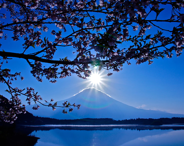 Mount Fuji, Japan, pink leafed tree, Asia, Japan, Mount, Blue, Spring, Light, Lake, Tree, Branches, Blossom, Fuji, Sunlight, mount fuji, tanuki, Lake Tanuki, mountin, HD wallpaper