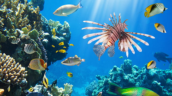 colorful coral reefs hd, HD wallpaper HD wallpaper