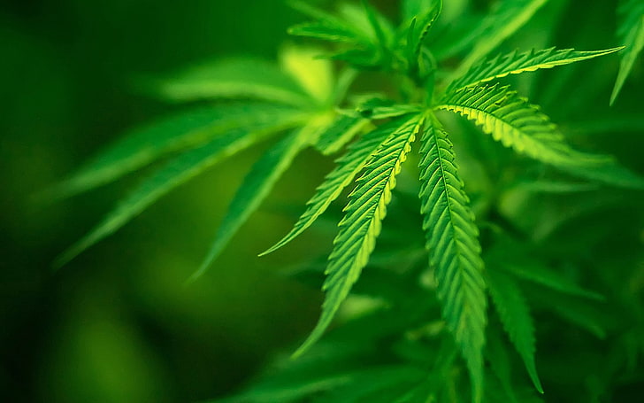 green cannabis plant, macro, Bush, green, HD wallpaper