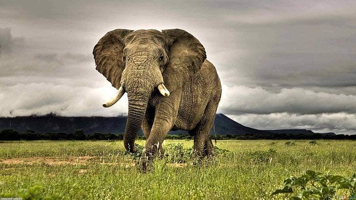 серый слон, слон, животные, африканские, природа, трава, саванна, пасмурно, живая природа, фотография, HD обои
