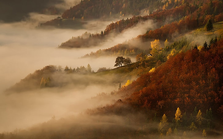 pohon kuning dan hijau dengan kabut, kabut, alam, pemandangan, pagi, musim gugur, gunung, hutan, pondok, pohon, Wallpaper HD