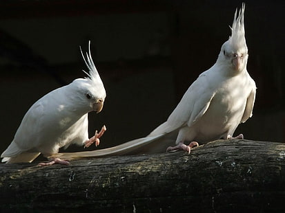 two white cockatiels, parrots, white, black, couple, HD wallpaper HD wallpaper