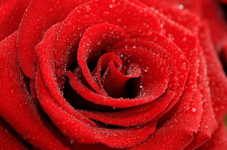 красная роза 4к, HD обои