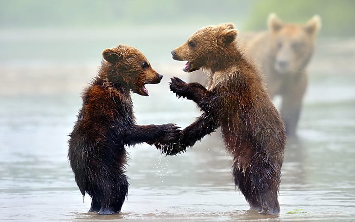 природа, фон, медведи, HD обои