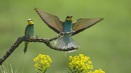 European Bee-eaters, yellow, birds, green, bee-eaters, animals, HD wallpaper HD wallpaper