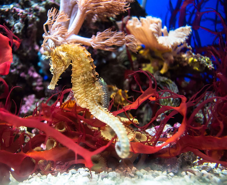 acuario, pez, dorado, rojo, caballito de mar, agua, Fondo de pantalla HD