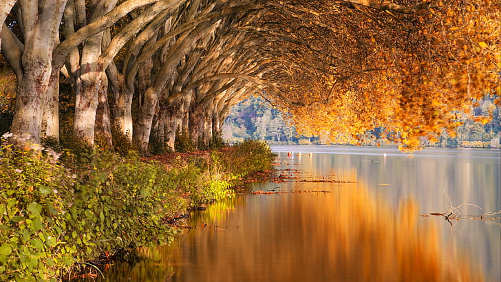 forest, trees, autumn, lake, landscapes, bushes, shore, reflection, plants, branches, blur effect, 4k uhd background, HD wallpaper
