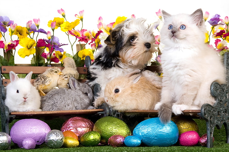 白ウサギ、動物、イースター、卵、ベンチ、ウサギ、ウサギ、子犬、子猫、鶏、花、 HDデスクトップの壁紙