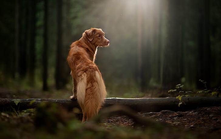 Wald, Rochen, Hund, Baumstamm, Nova Scotia Ente läutet Retriever, HD-Hintergrundbild