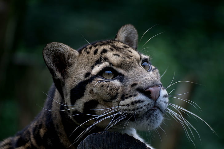 Gatos, Leopardo nublado, Gato grande, Close-up, Leopardo nublado, Vida selvagem, predador (Animal), HD papel de parede