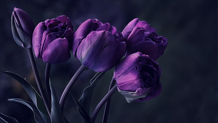 bunga tulip ungu, tulip, tulip, khusus, istimewa, indah, menakjubkan, flora, bunga, musim semi, Wallpaper HD