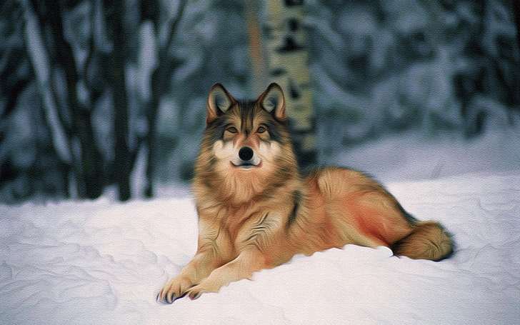 lupo marrone e bianco, lupo, neve, foresta, Sfondo HD