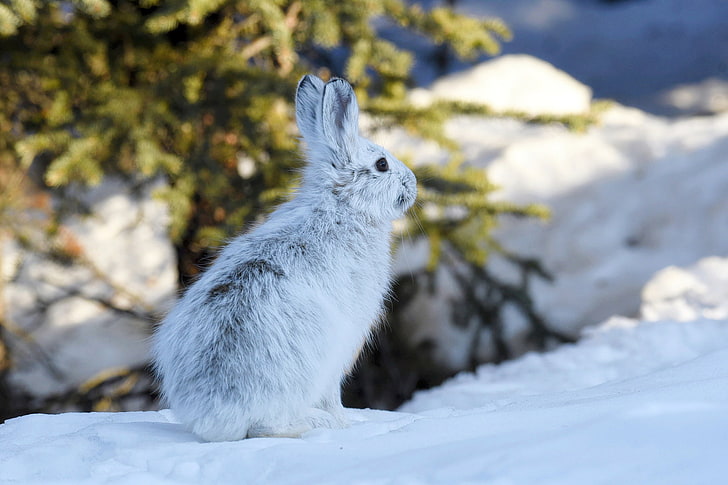 winter, snow, hare, Alaska, HD wallpaper
