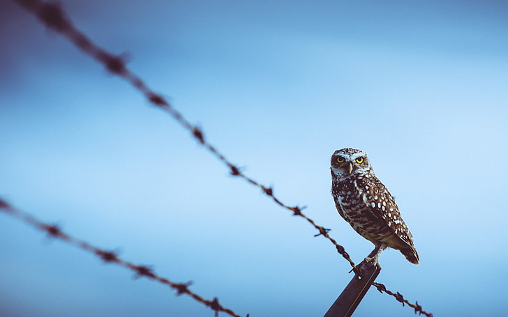 Barbed Wire, birds, fence, owl, HD wallpaper