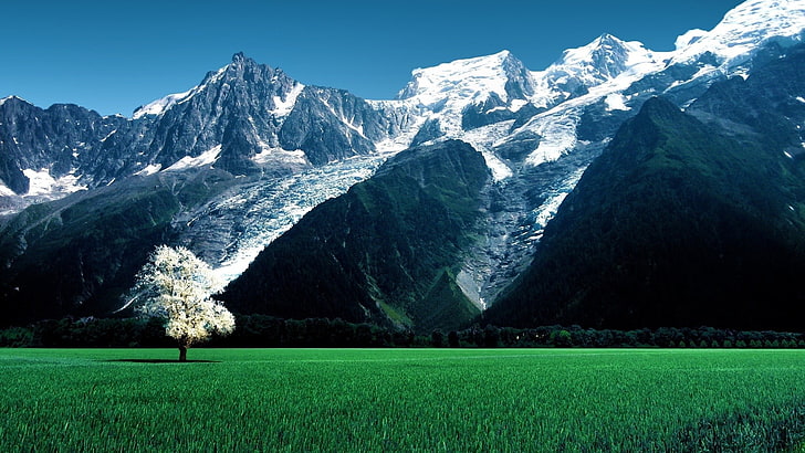 green grass field, nature, landscape, trees, Switzerland, Alps, Swiss Alps, field, mountains, snowy peak, grass, forest, blossoms, HD wallpaper