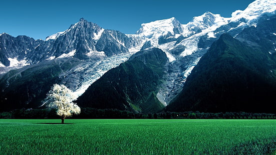 зелена трева поле, природа, пейзаж, дървета, Швейцария, Алпи, швейцарски Алпи, поле, планини, снежен връх, трева, гора, цветове, HD тапет HD wallpaper