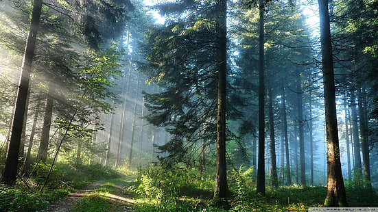 alberi a foglia verde, foresta, paesaggio, natura, alberi, luce solare, Sfondo HD HD wallpaper