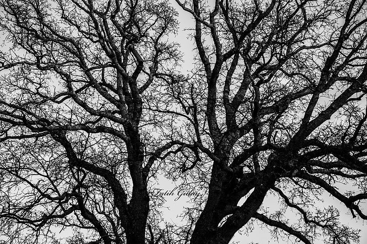 svartvitt, svart, vitt, träd, HD tapet