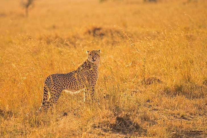 djur, gepard, savann, HD tapet