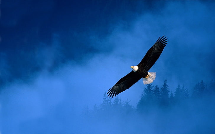 Bald Eagle, Icon, HD wallpaper