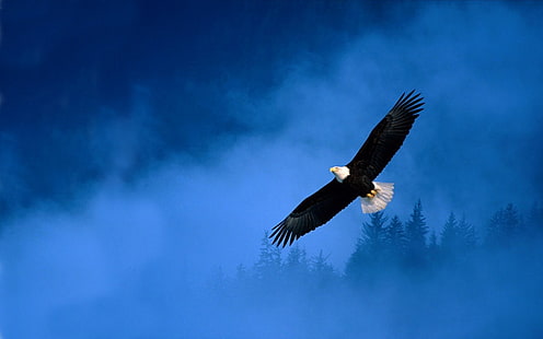 Bald Eagle, ikon, HD tapet HD wallpaper