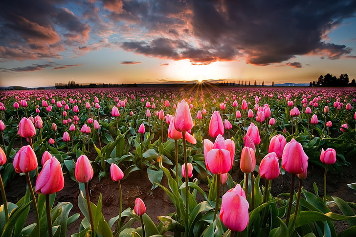 Campo de tulipanes al atardecer, campo de flores rosadas, cielo, campo,  Fondo de pantalla HD | Wallpaperbetter