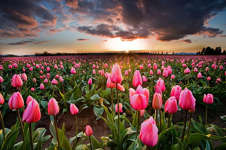fleurs de tulipes roses, champ, le soleil, fleurs, printemps, tulipes, Fond d'écran HD HD wallpaper