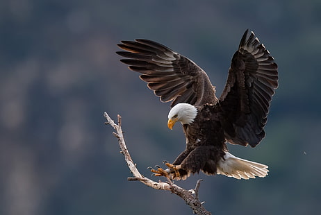pájaro, depredador, guapo, águila calva, Fondo de pantalla HD HD wallpaper
