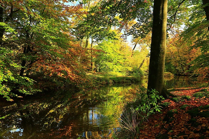 昼間、風景、森、木、川の間に木に囲まれた水域、 HDデスクトップの壁紙